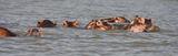 Ethiopia - Lago Chamo - Ippopotami - Hippos - 08